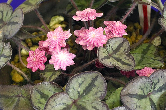 花小町